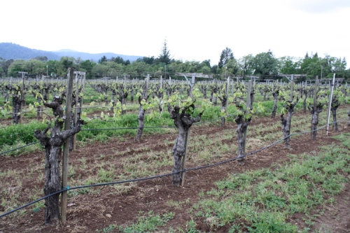 cali-vineyards